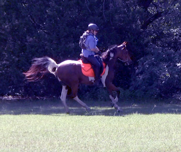 endurance pinto paint arabian cross horse mare