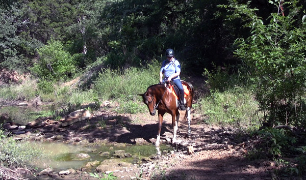 CTR Competitive Trail Horse