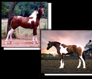 Pinto Arabian Foals 