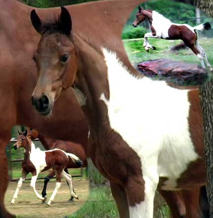 Pinto Horse Breeders Uk