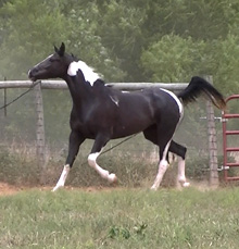 5 month old Pinto Arabian Filly 