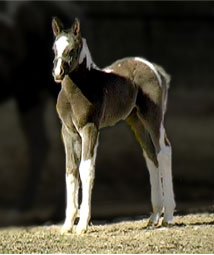 2008 Black and White Tobiano Pinto Arabian Filly