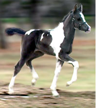 Black and White Pinto Arabian Filly