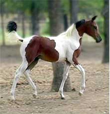 5 month old Pinto Arabian Filly