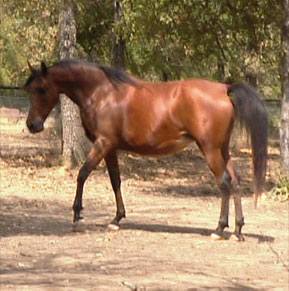 Arabian Mare Maestros Ariel 2002