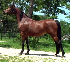 Arabian Mare Maestros Ariel 2002