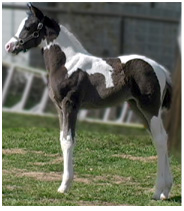 black and white pinto paint arabian filly