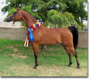 Arabian Mare Maestros Ariel 2002