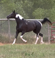 5 month old Pinto Arabian Filly