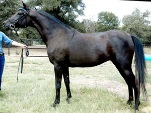 Arabian Mare Maestros Ariel 2002