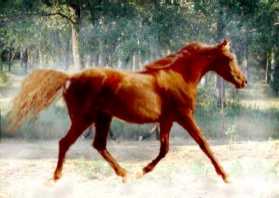 Arabian Mare Prides Fantasia