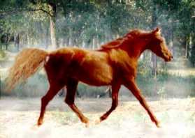 Arabian Mare Prides Fantasia 