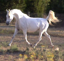 IV SIlver Shadow and Anna March 2002