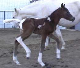 SilverMoon Charm CTA Movie at 2 months old